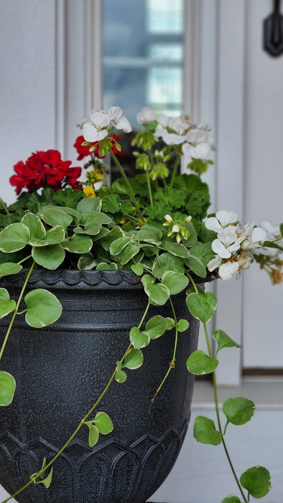 Large Black Planter with red and white flowers