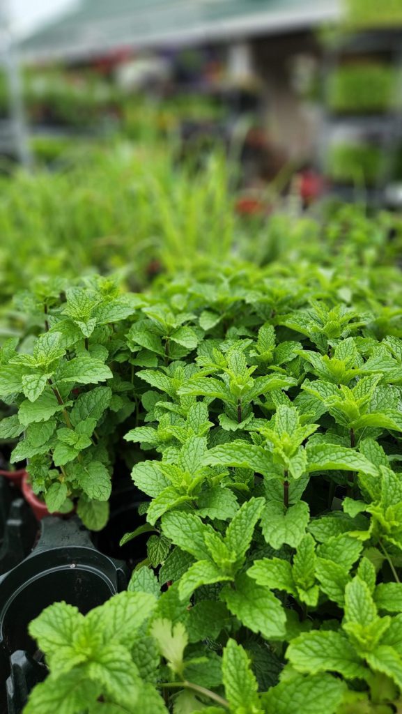 Fresh Mint plants