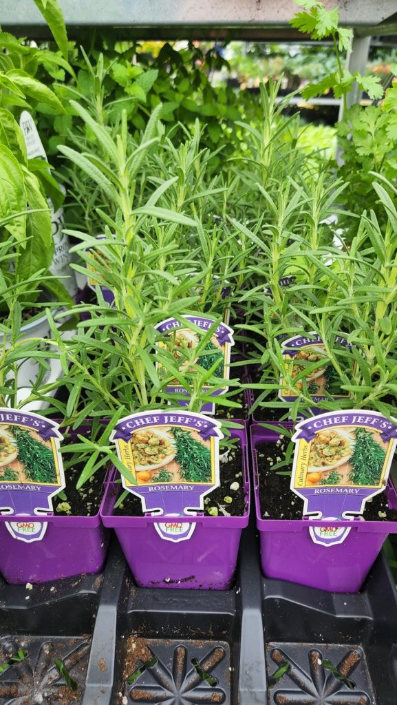 Rosemary Seedling plants