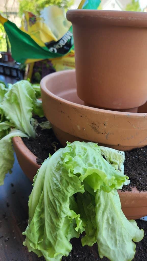 Lettuce planted in terra cotta pot