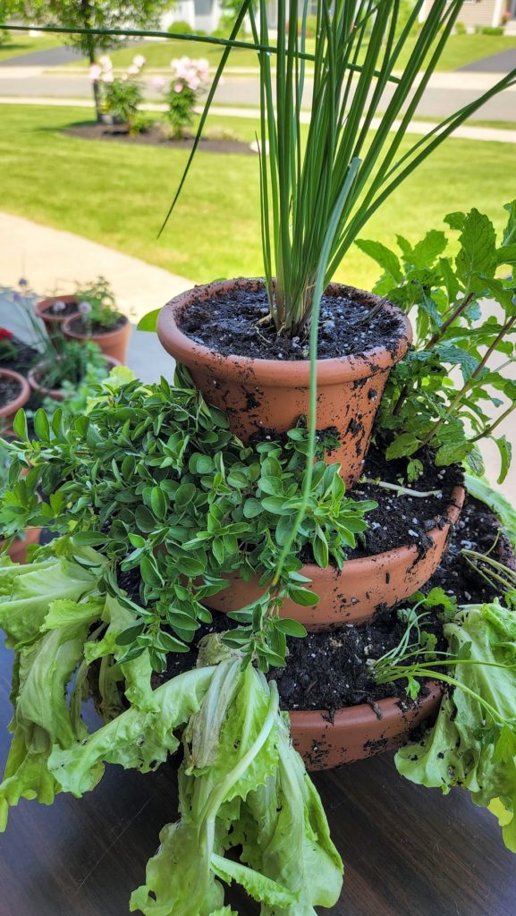 Herbs planted in tiered terra cotta pots