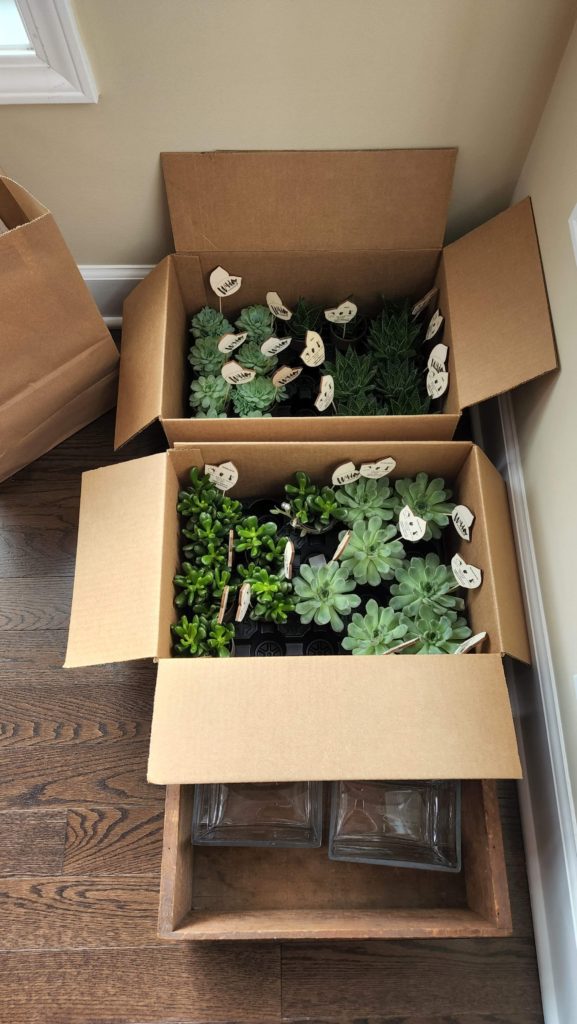 two cardboard boxes of succulent plants
