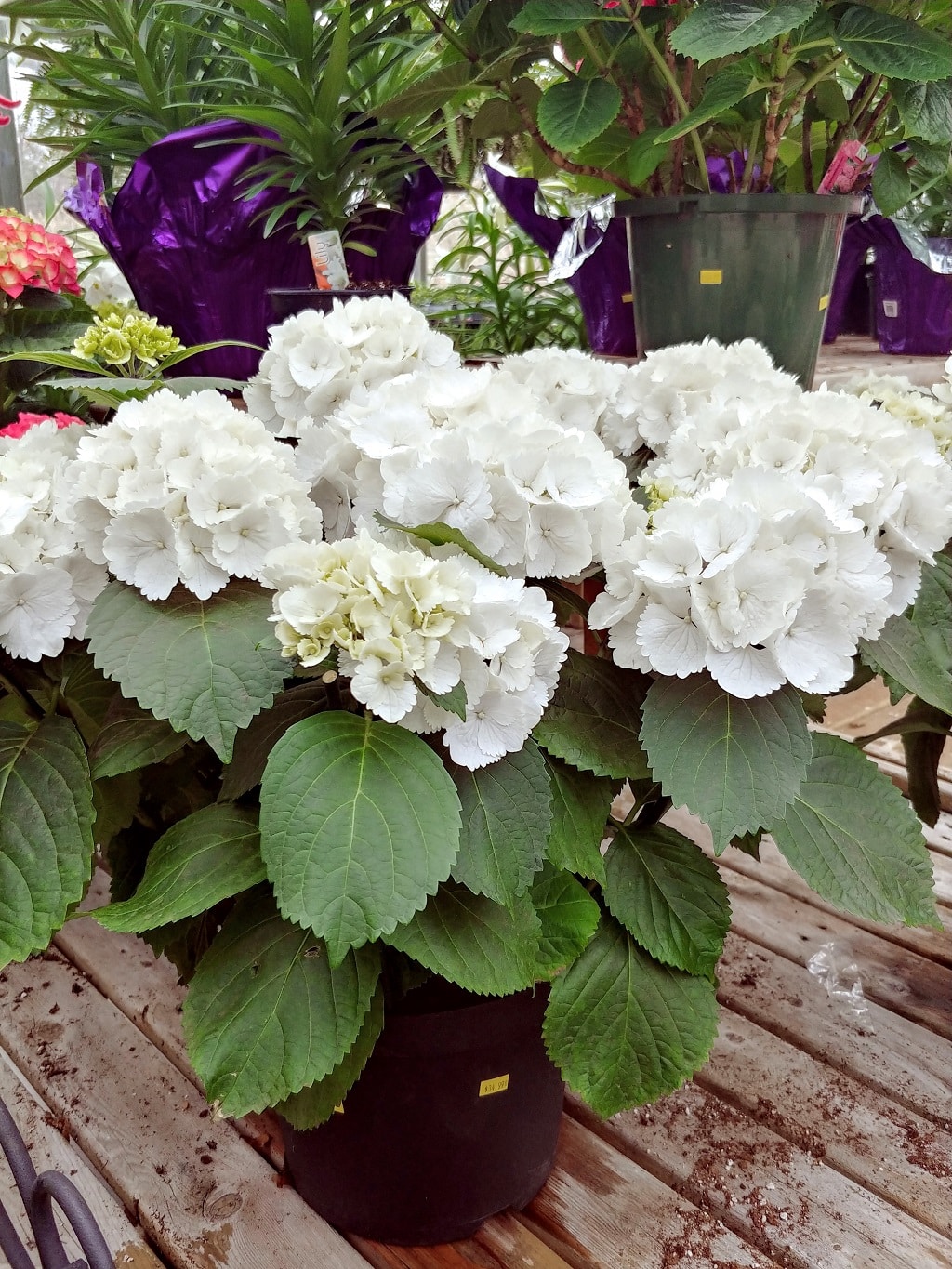 White hydrangeas on shelf