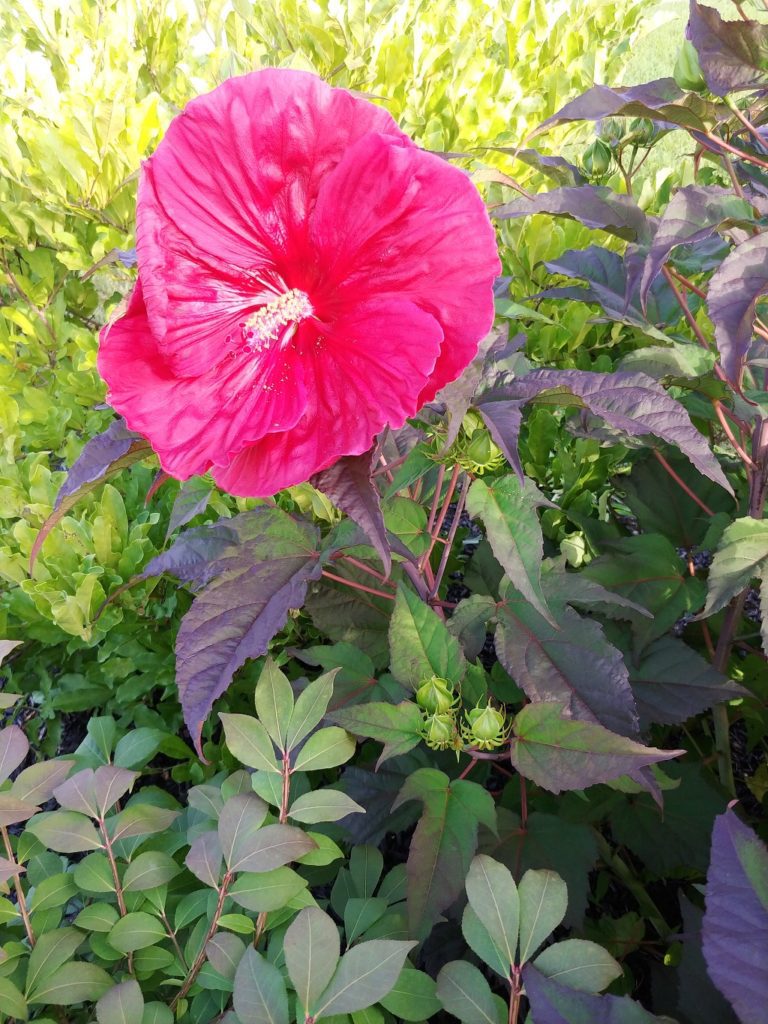 Red Hibiscus bloom