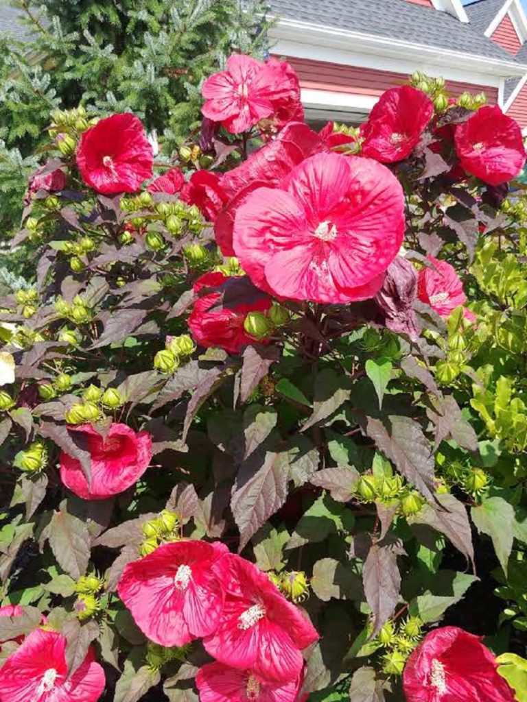 hibiscus plant in full bloom