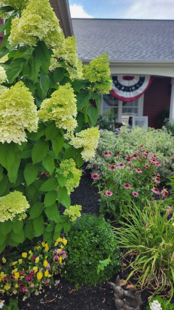 White hydrangea bush