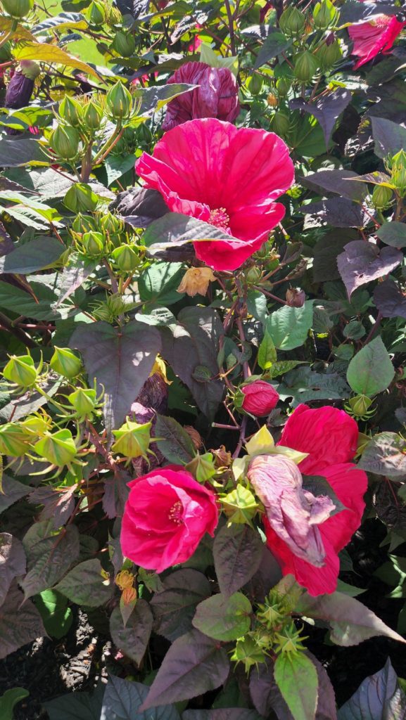 red hibiscus plant