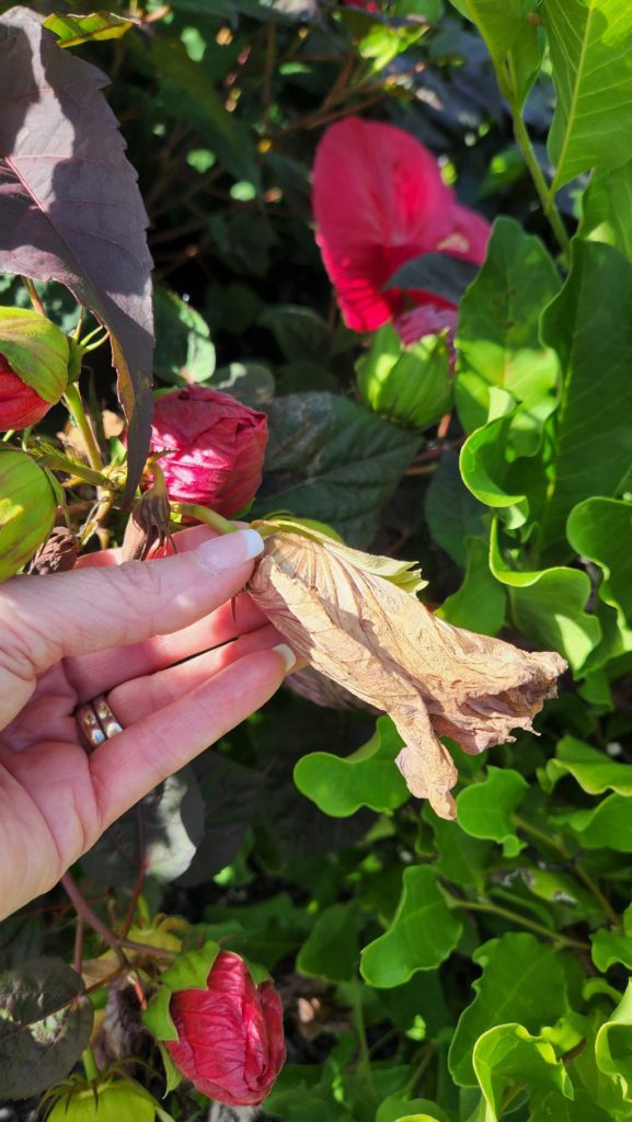 deadhead hibiscus planlt