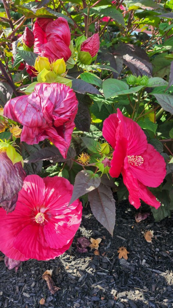 red hibiscus plant