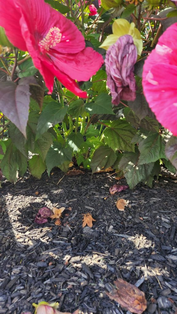 bottom of red hibiscus plant