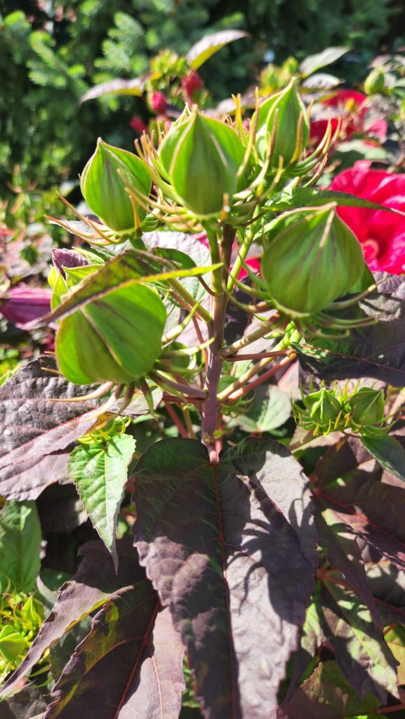 cluster of hibiscus blooms