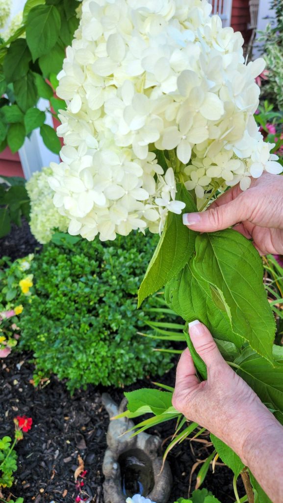 hands taking leaves off of hyrandea stems