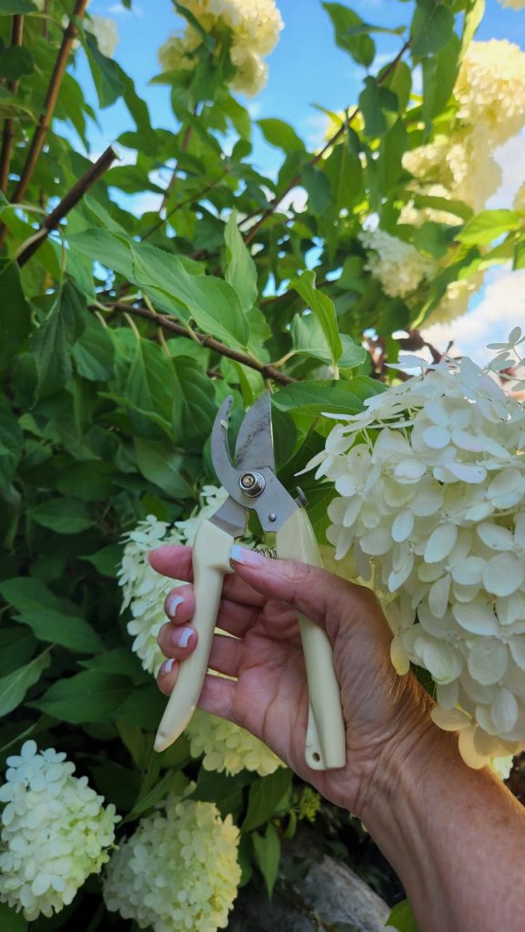 clippers cutting hydrangeas