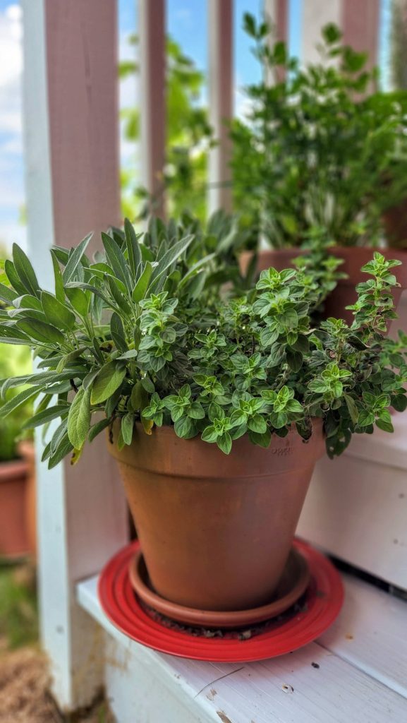herbs in pot