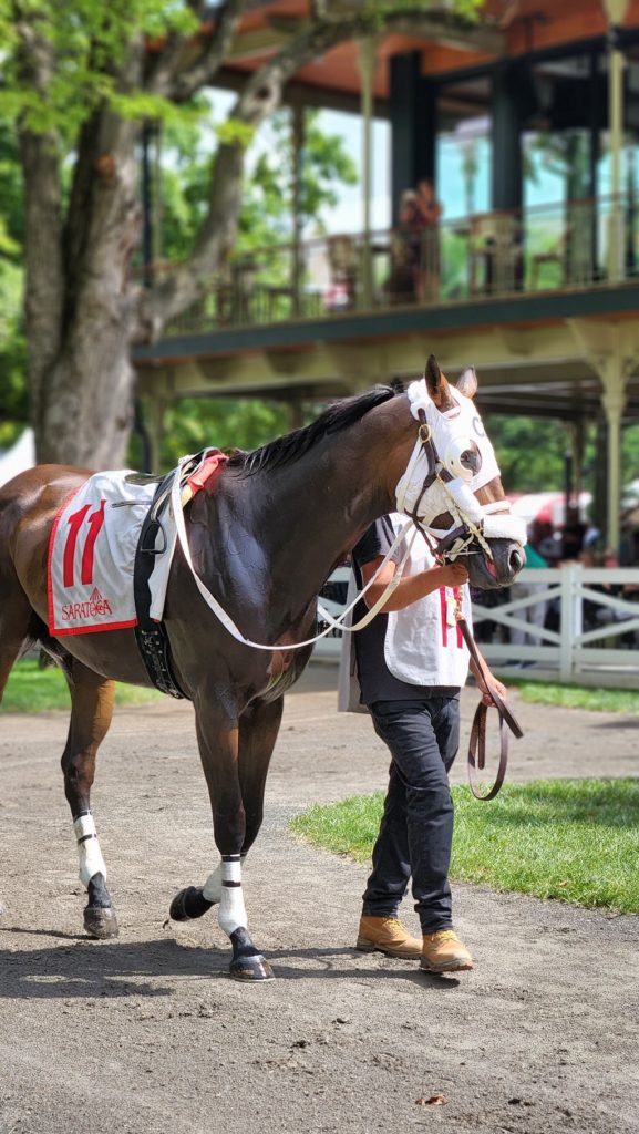 race horse in paddock