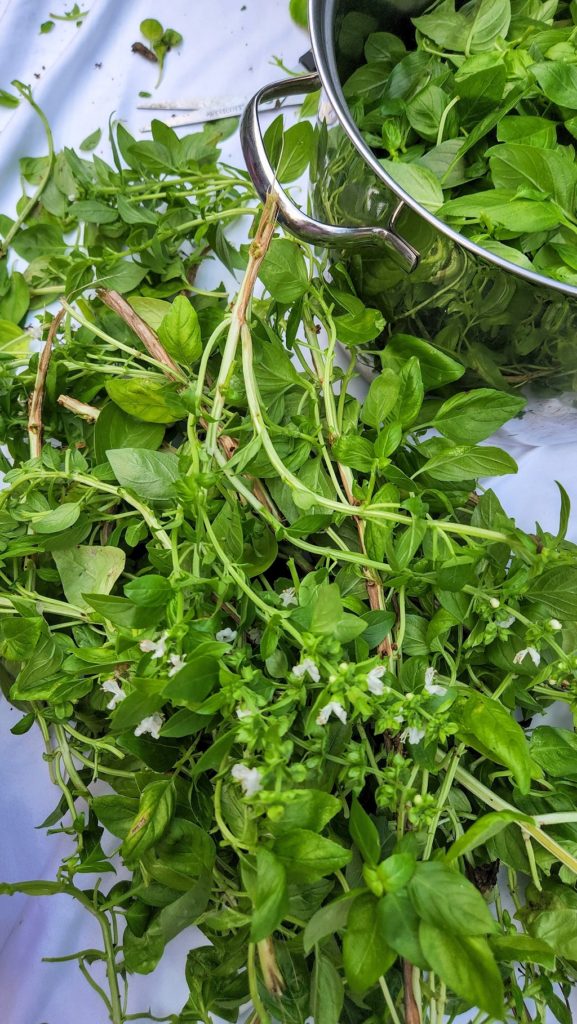 basil with stems