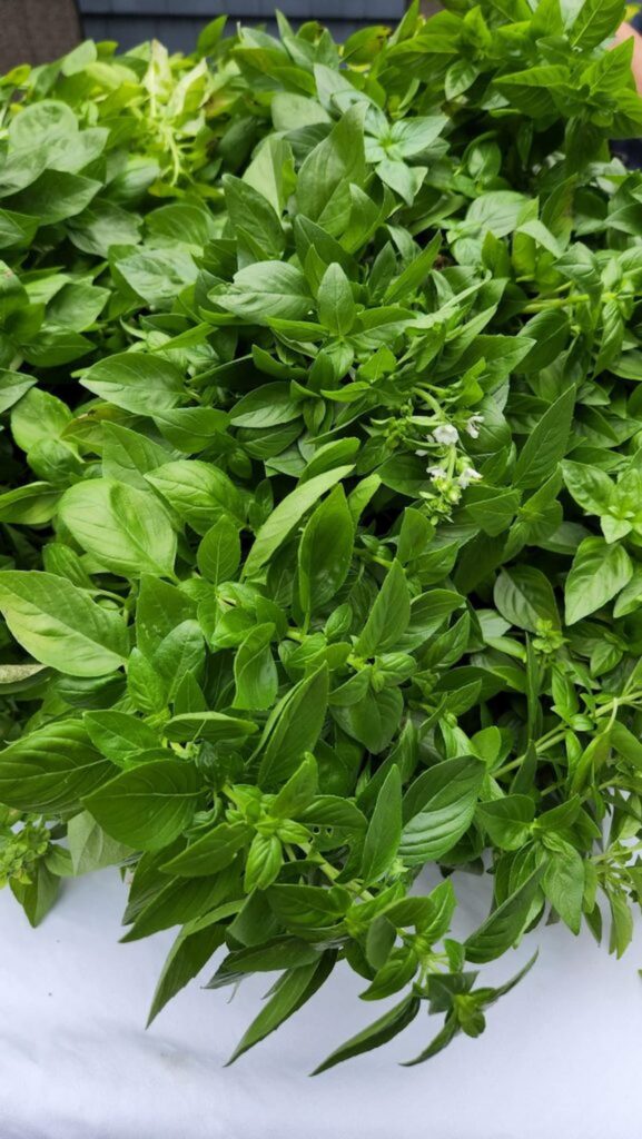 overhead of huge pile of basil leaves on table