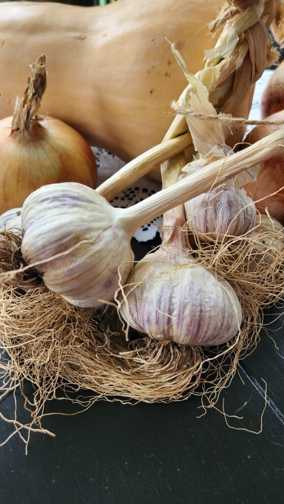 close up of garlic cloves
