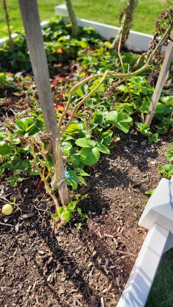 plants in garden with stakes