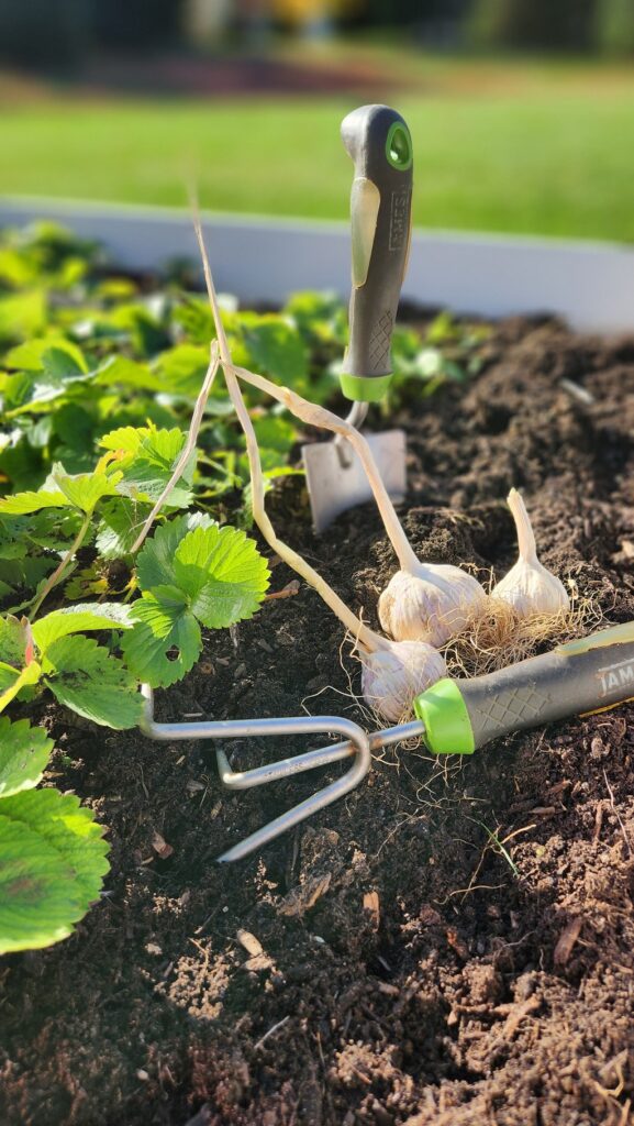 Garden tools along side three large garlic bunches