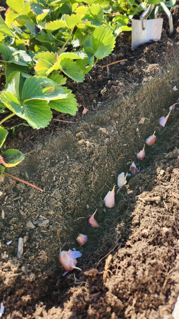 small garlic cloves planted in dirt 2 inches apart