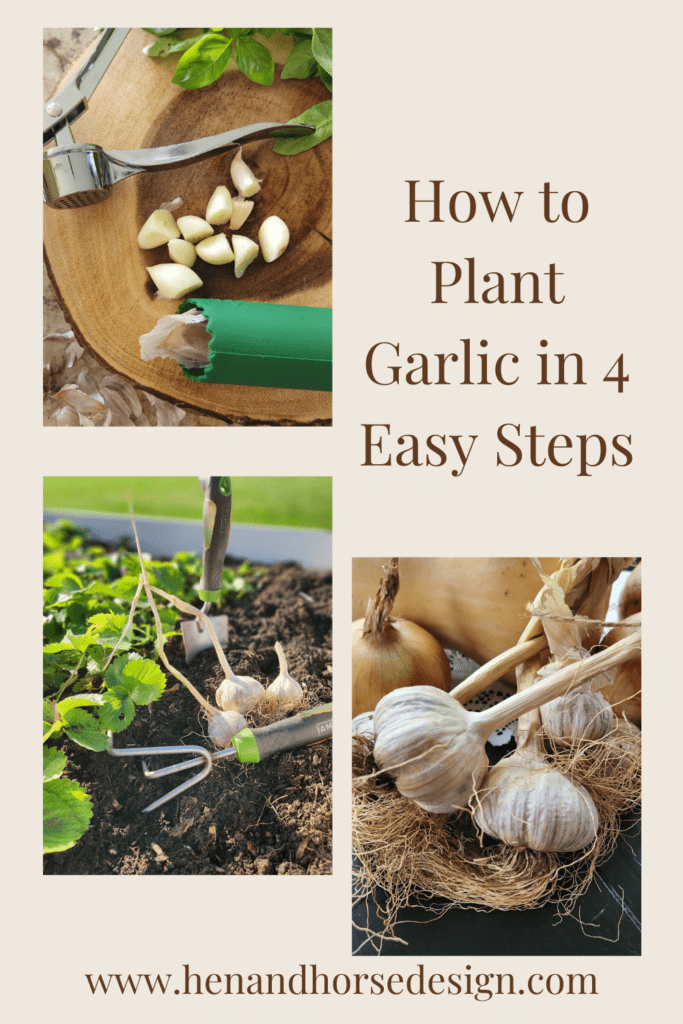 How to Plant Garlic in 4 Easy Steps