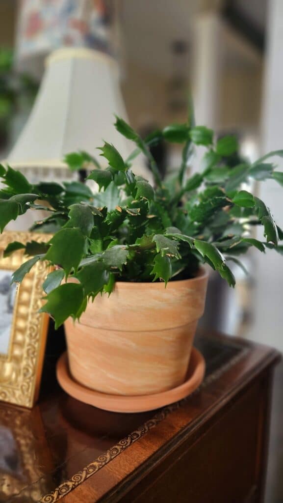 Christmas cactus in pot on table