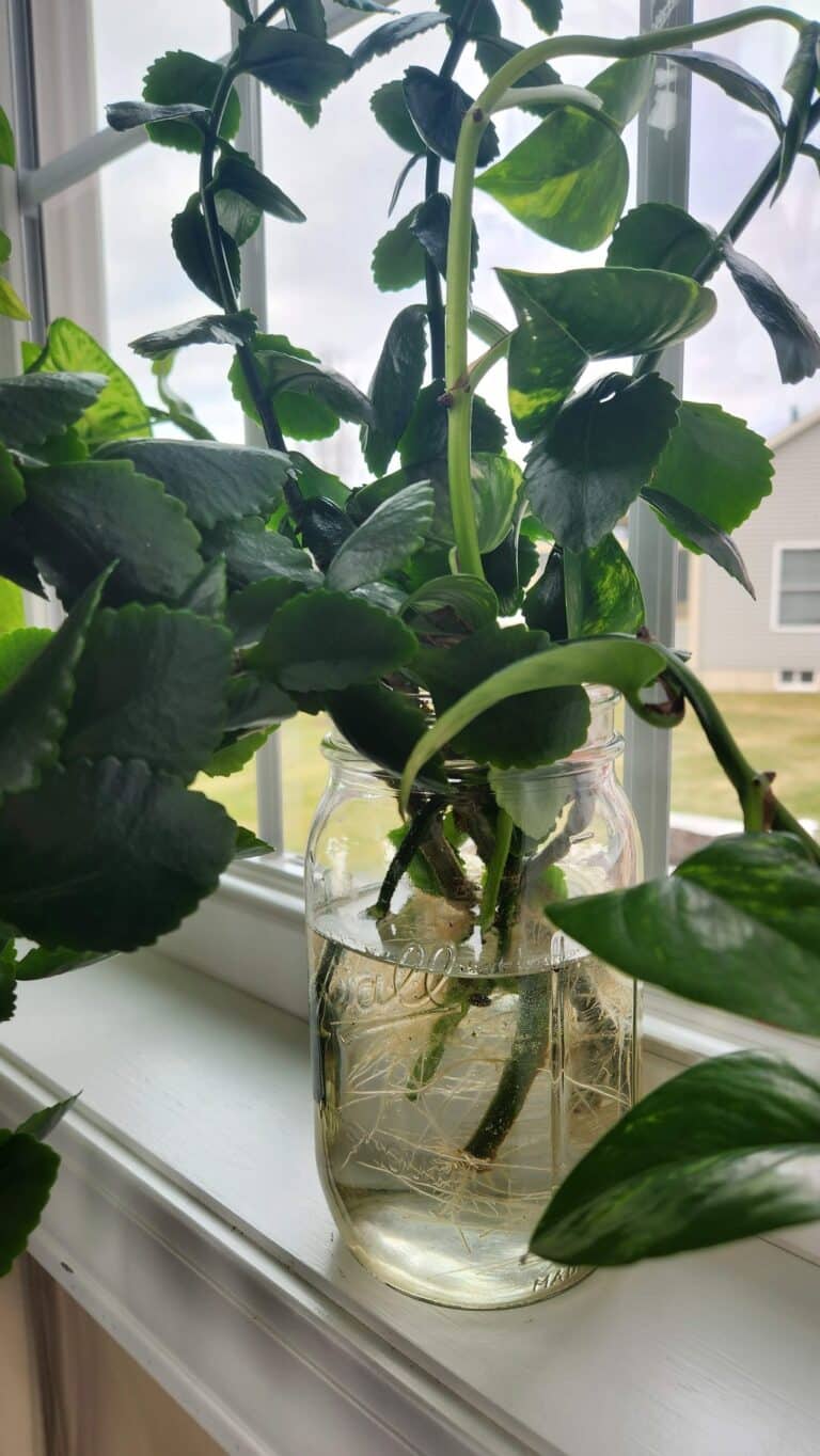 plant cuttings taking root in a mason jar