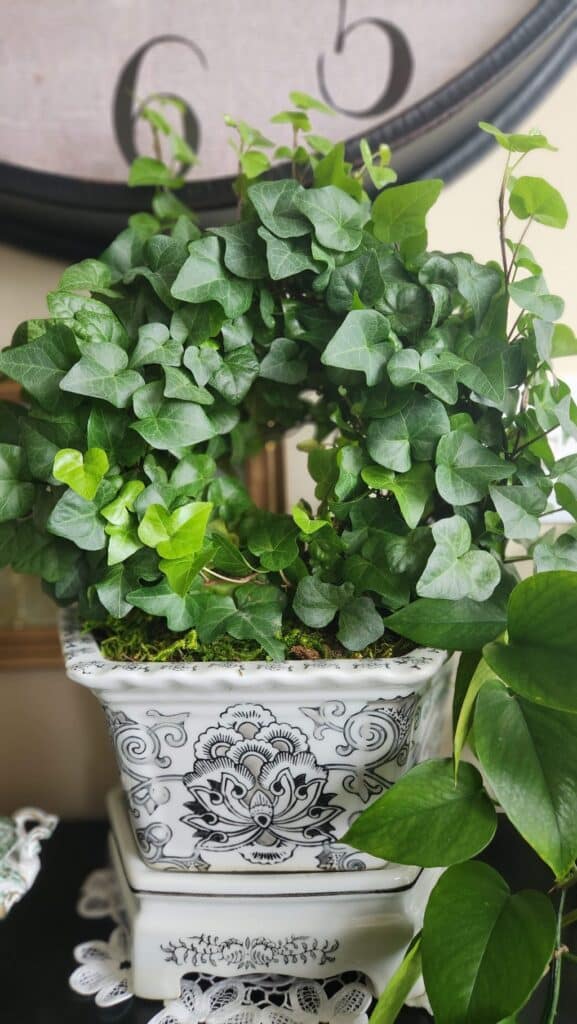 english ivy plant in chinoserie pot