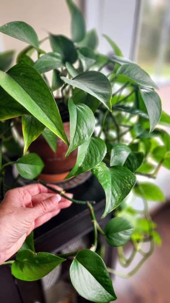 potted ivy plant with stem clipped