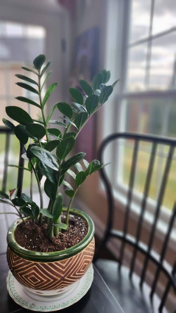 green plant on table