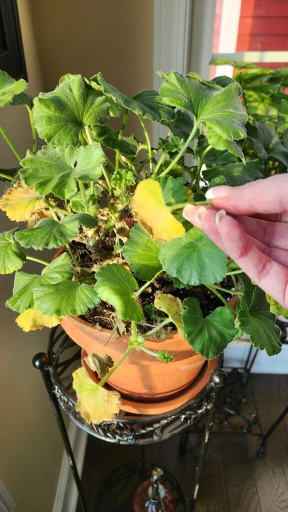 small geranium plant with yellow leaves