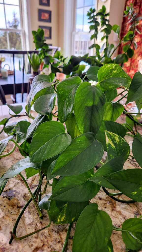 green ivy in pot