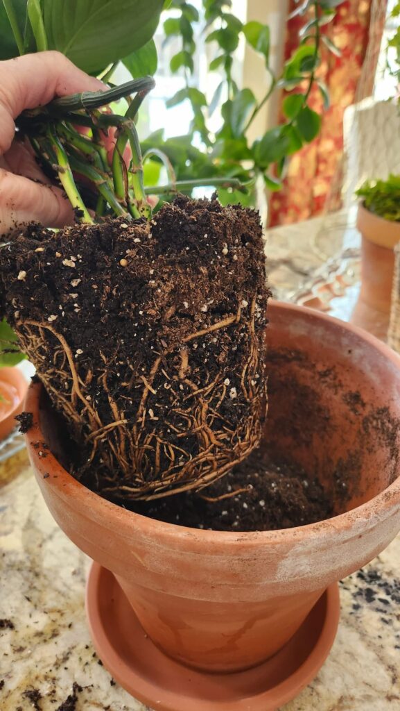green ivy with root bound bottom