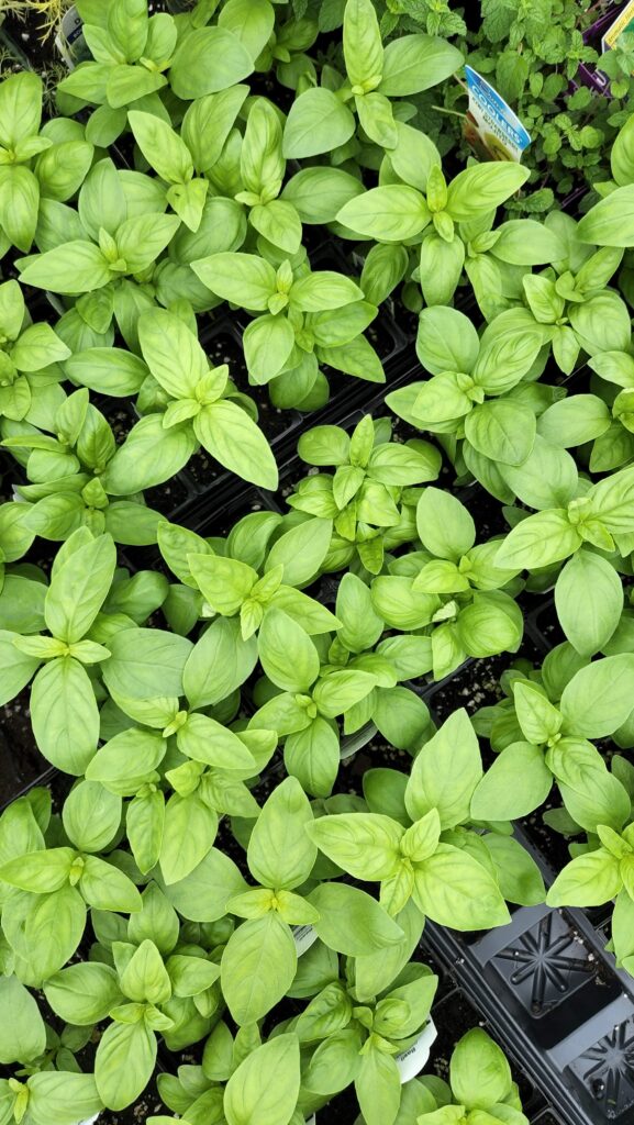 overhead view of baby basil plants