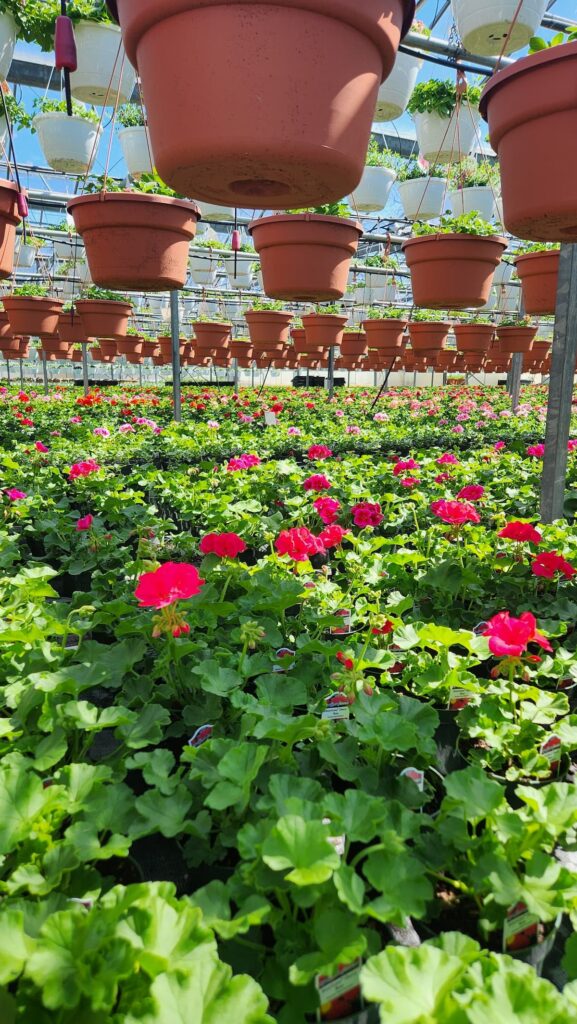 ceramic pots hanging in a green house with plants in rows below them