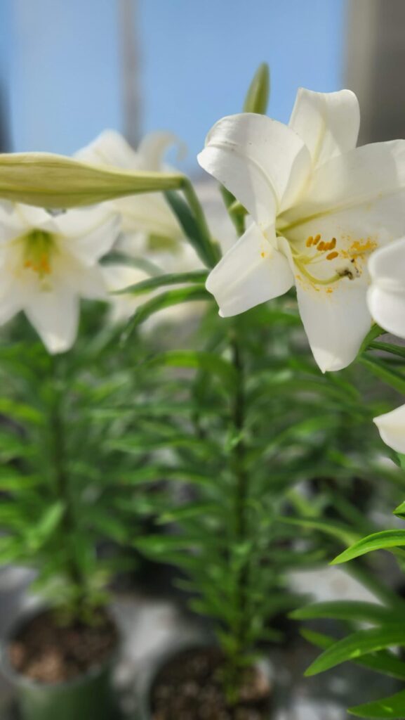 white easter lilies close up