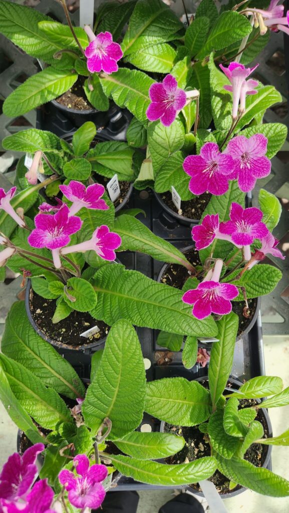 purple flowers overhead in a greenhouse