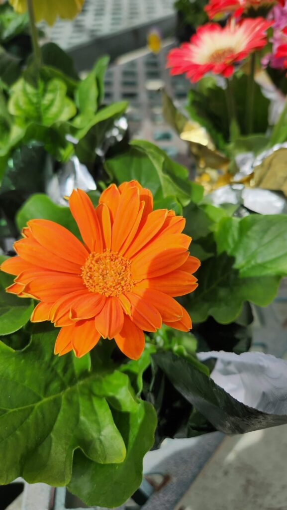 orange flower overhead view at the greenhosue