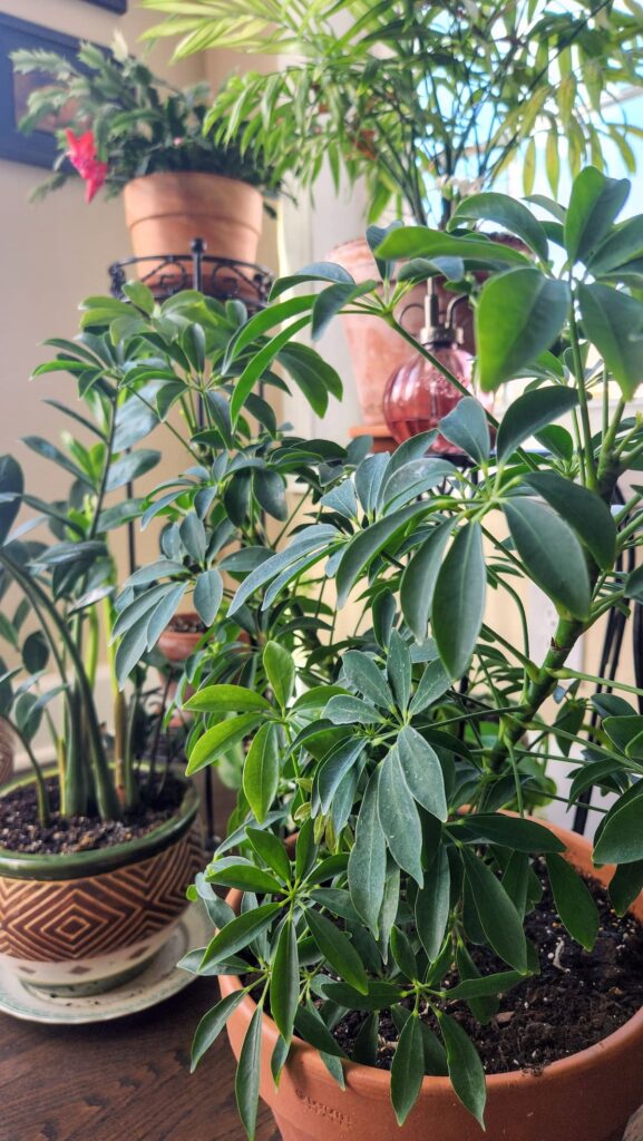 close up of green indoor plants