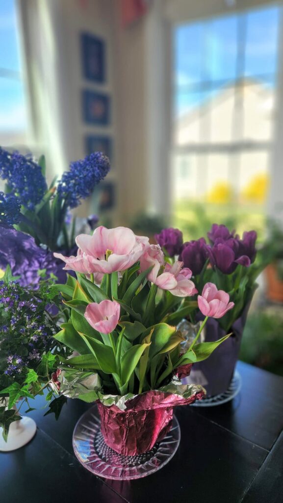 pink tulips and purple tulips up close on table 