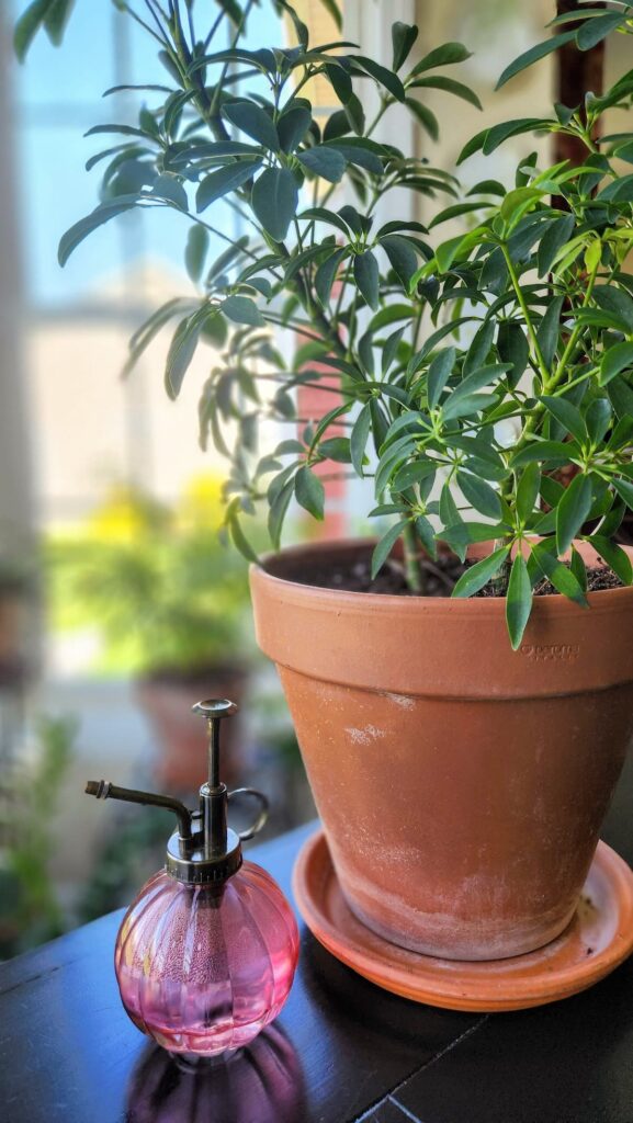 close up of plant and pink water spritzer 