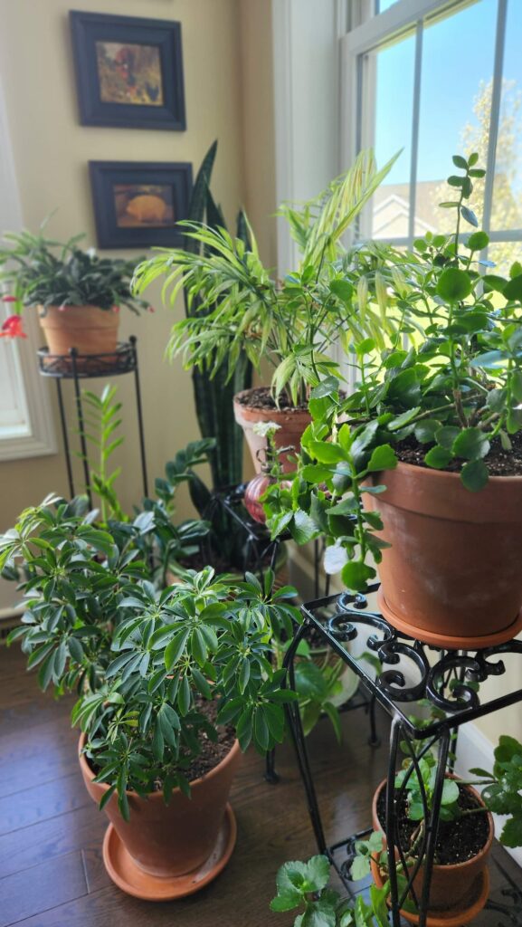 several houseplants near window in clay pots