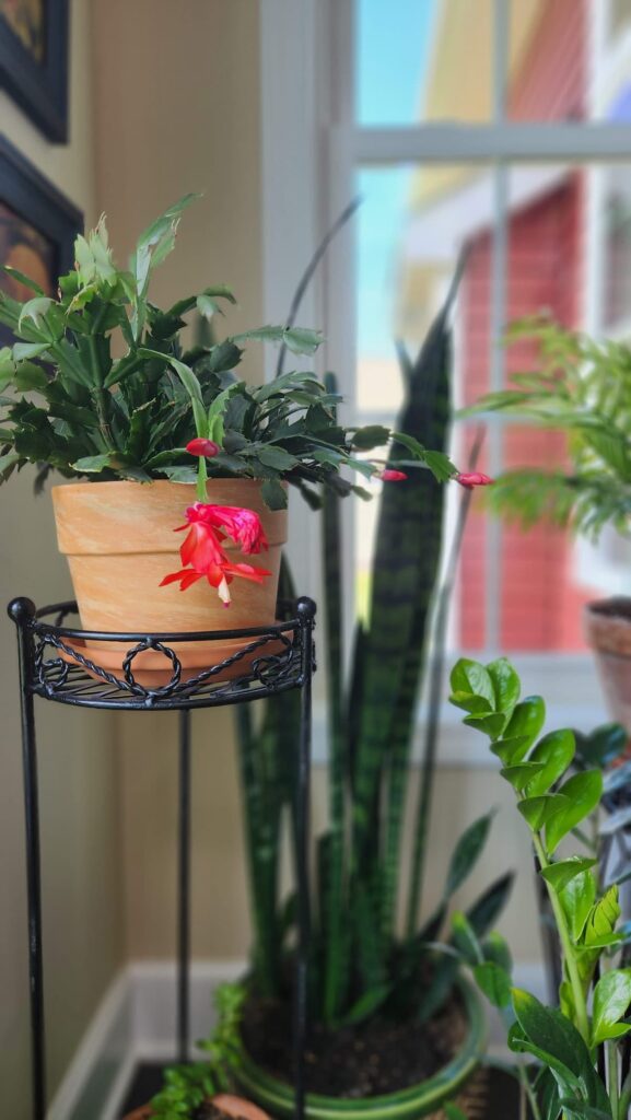 Easter cactus in bloom in clay pot near a window Houseplants: How Many Plants is too many in a room