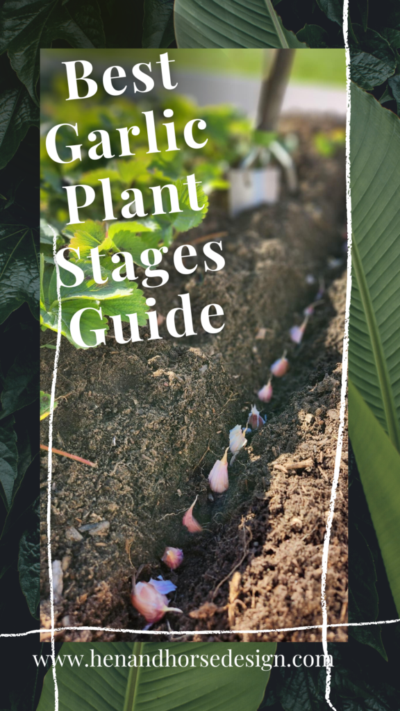 Best Garlic Plant Stages Guide Pinterest graphic pin