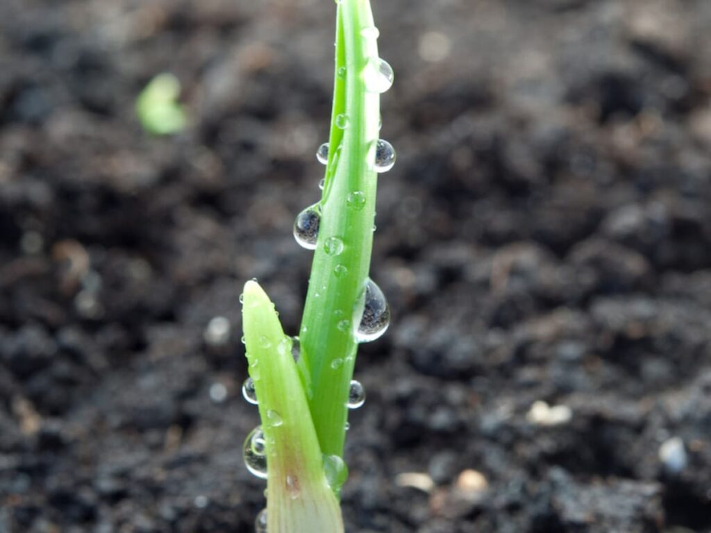 green sprout of garlic coming up thru dirt in spring