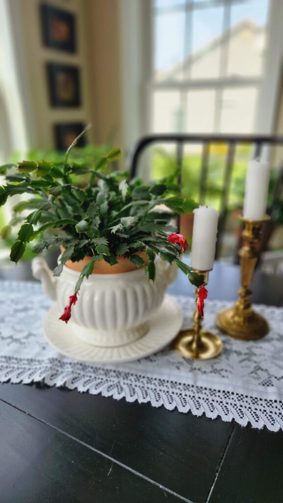 white soup tureen with cactus planted inside of it