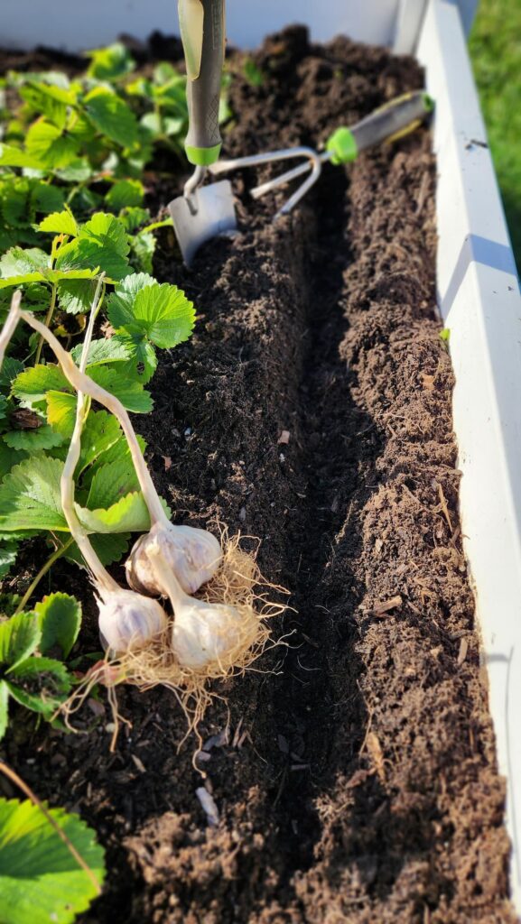 garlic next to long narrow hole in dirt to plant garlic cloves