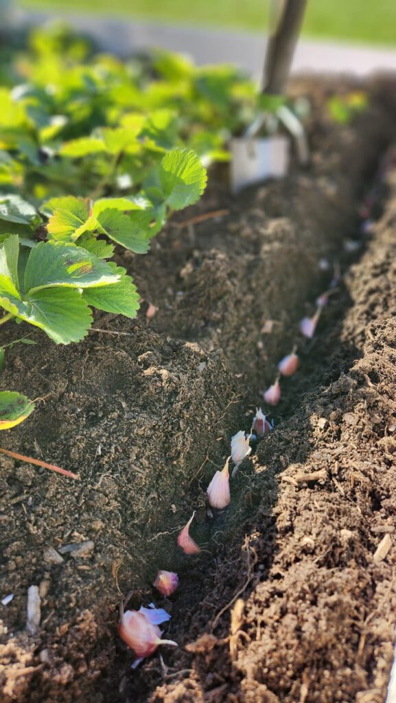 garlic cloves buried in dirt trough ready to be covered with dirt