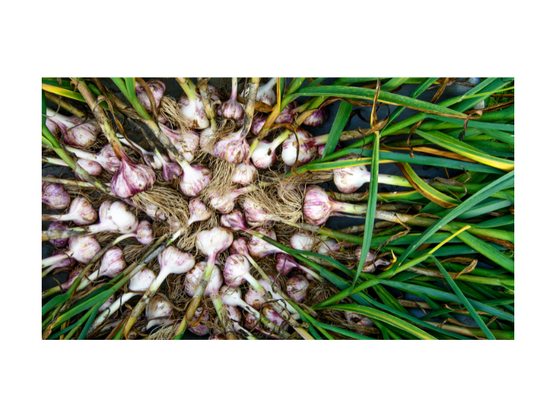 garlic stems harvested on the ground in a large ple